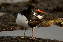 David Plant Photography - Wildlife Photography - Oystercatcher - AB